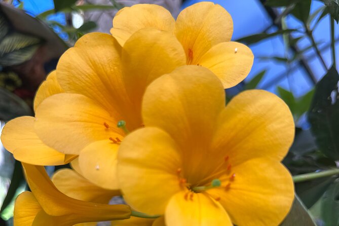 1/2 Day Puerto Vallarta Botanical Garden tour - What you can do after the guided walk