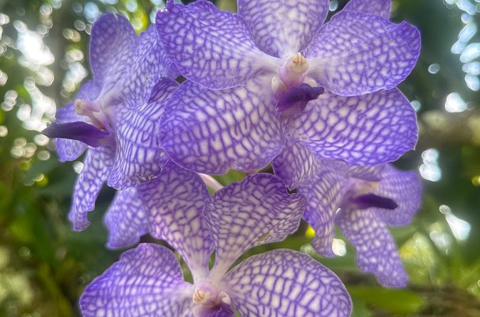 1/2 Day Puerto Vallarta Botanical Garden tour - Is $49.50 a fair price?