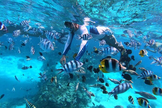 1/2 day Tahaa coral garden - departure Raiatea / ideal for cruise passengers - Why this coral garden is the main event