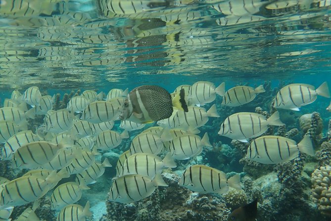 1/2 day Tahaa coral garden - departure Raiatea / ideal for cruise passengers - What the drift snorkel feels like