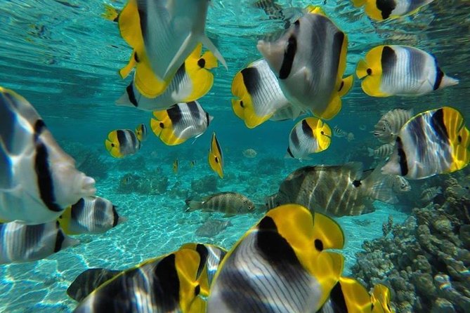 1/2 day Tahaa coral garden - departure Raiatea / ideal for cruise passengers - Guides, safety, and group size