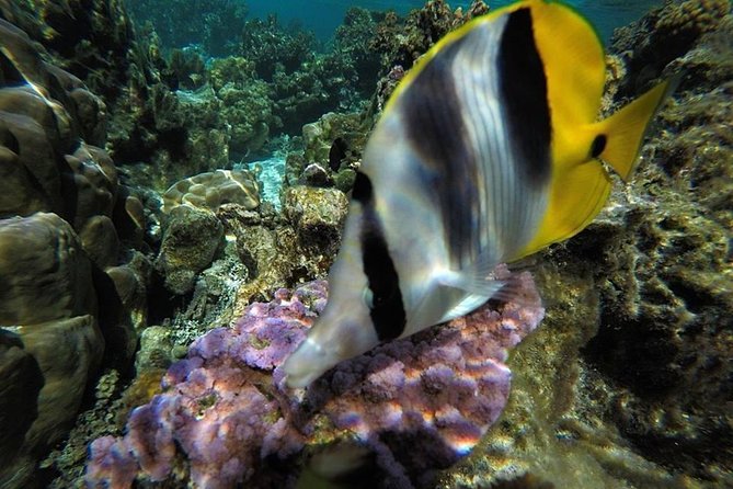 1/2 day Tahaa coral garden - departure Raiatea / ideal for cruise passengers - The view beyond the water