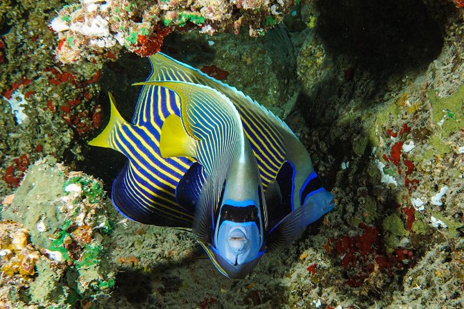 1/2 day Tahaa coral garden - departure Raiatea / ideal for cruise passengers - How the three hours are spent
