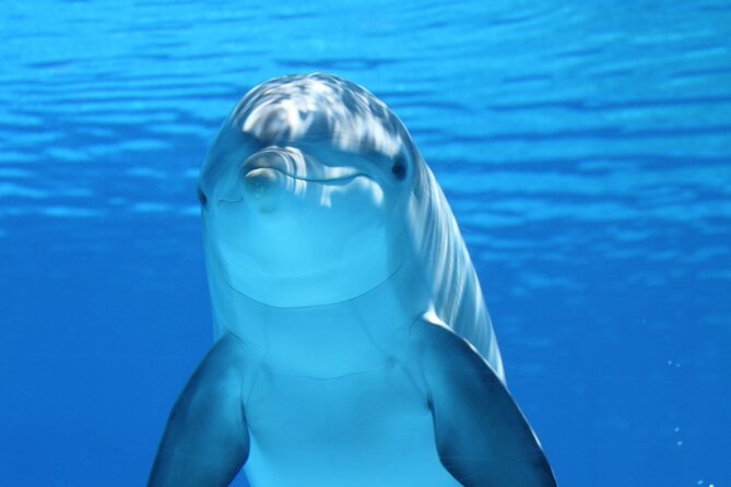 2-Hour Dolphin Sunset Tour from Giardini Naxos - A small boat, not a floating terrace