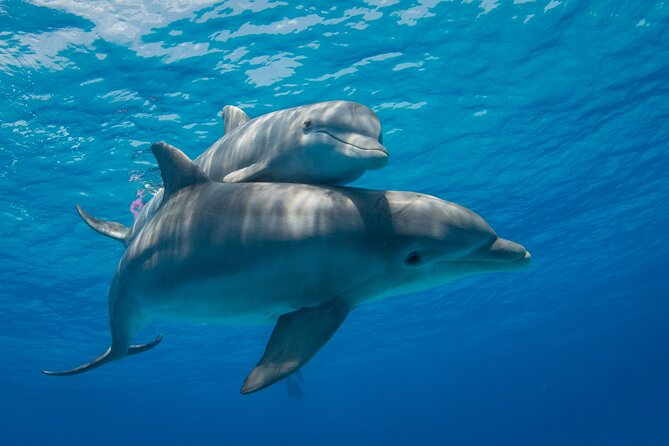 2-Hour Dolphin Sunset Tour from Giardini Naxos - Arancini and a spritz at sea