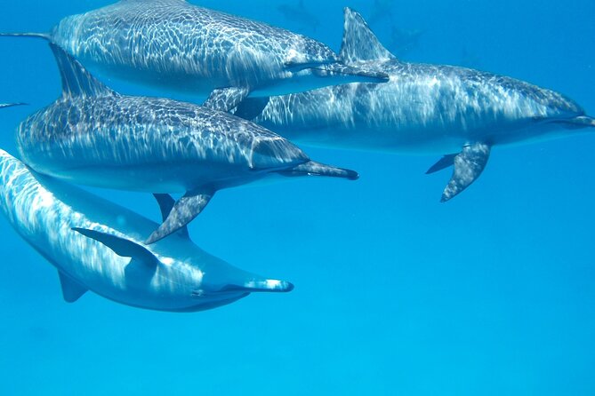 2-Hour Dolphin Sunset Tour from Giardini Naxos - What to bring and how to set expectations