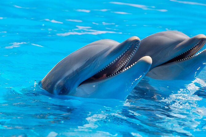 2-Hour Dolphin Sunset Tour from Giardini Naxos - Weather can change the evening