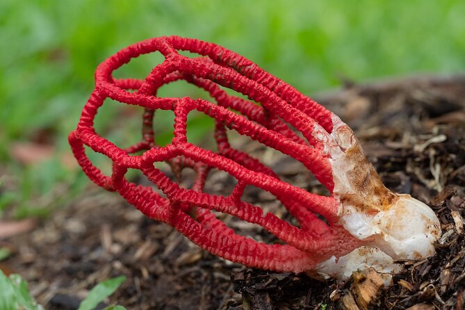 2-Hour Mushroom Photography Activity in Cairns Botanic Gardens - A close look at Cairns Botanic Gardens