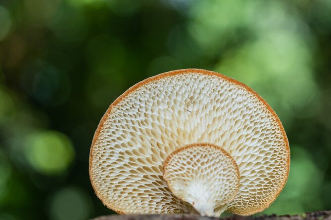 2-Hour Mushroom Photography Activity in Cairns Botanic Gardens - Why the small group size matters