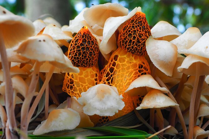 2-Hour Mushroom Photography Activity in Cairns Botanic Gardens - Who should book this activity?