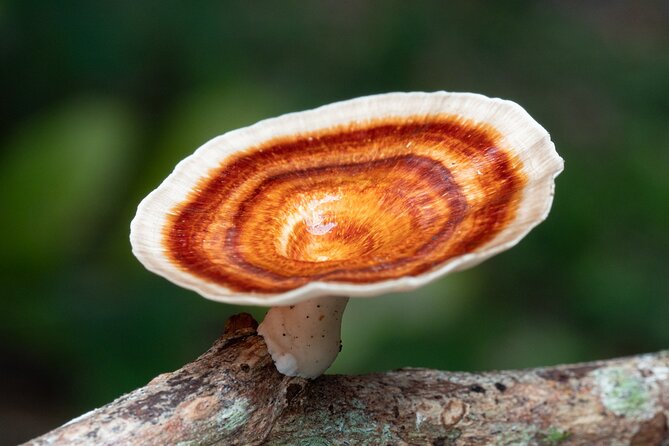 2-Hour Mushroom Photography Activity in Cairns Botanic Gardens - Practical details before you go