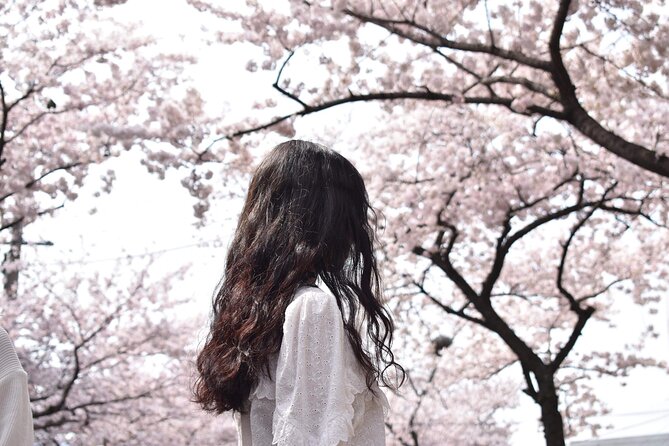 2026 Cherry Blossom East Day Tour in Jeju with UNESCO - Why Jeju’s king cherry blossoms make this day special