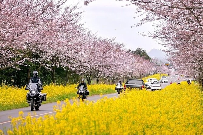 2026 Cherry Blossom East Day Tour in Jeju with UNESCO - Noksan-ro pairs pink blossoms with yellow flowers