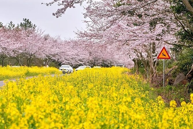 2026 Cherry Blossom East Day Tour in Jeju with UNESCO - Ilchul Land brings in caves and gardens