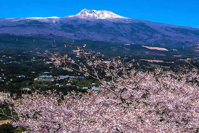 2026 Cherry Blossom East Day Tour in Jeju with UNESCO - Seongsan Ilchulbong finishes with a UNESCO site