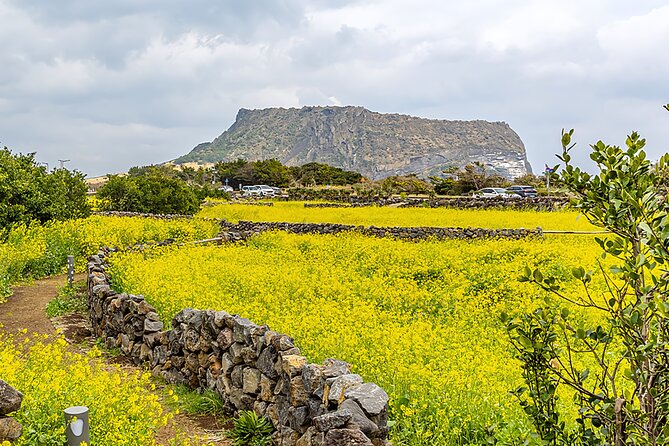 2026 Cherry Blossom East Day Tour in Jeju with UNESCO - What the $77.48 price really covers