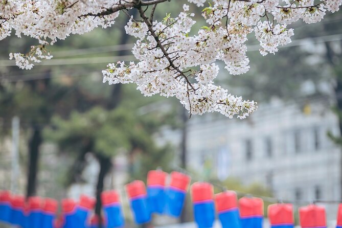 2026 Cherry Blossom East Day Tour in Jeju with UNESCO - The nine-hour schedule and guide support