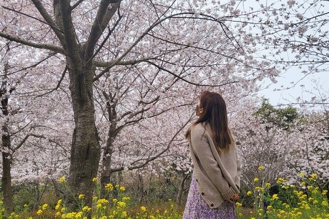 2026 JEJU Cherry Blossom West&South Full Day Tour with UNESCO - Key points to know before booking