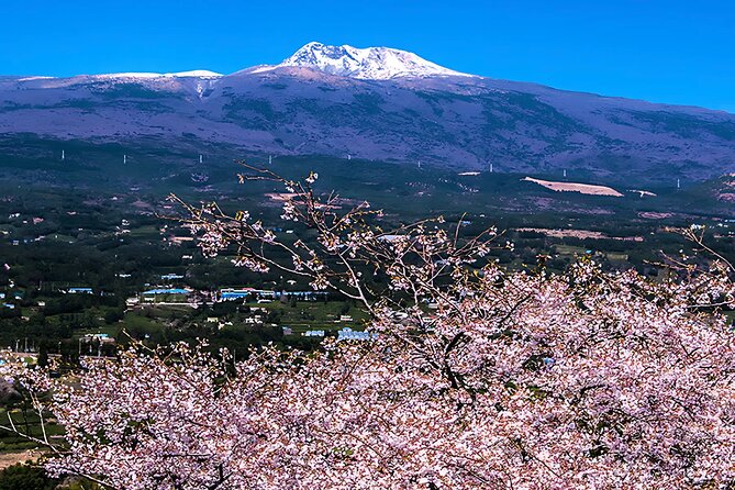 2026 JEJU Cherry Blossom West&South Full Day Tour with UNESCO - Why this Jeju cherry blossom route works