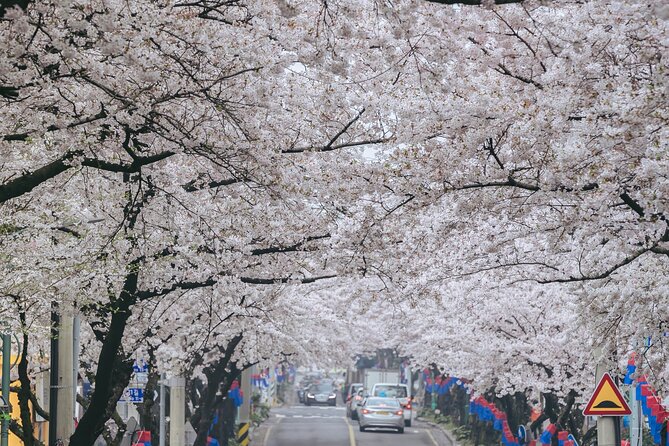 2026 JEJU Cherry Blossom West&South Full Day Tour with UNESCO - Yerae Ecological Park during blossom season
