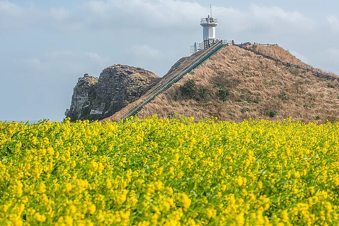2026 JEJU Cherry Blossom West&South Full Day Tour with UNESCO - O’sulloc Tea Museum and Seogwangdawon