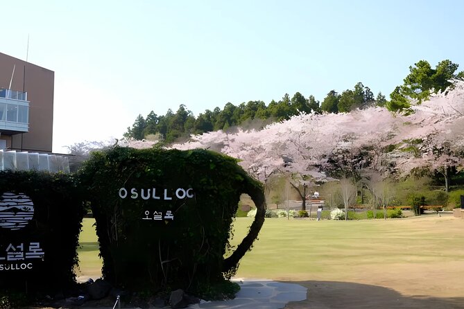 2026 JEJU Cherry Blossom West&South Full Day Tour with UNESCO - The guide, vehicle, and group rhythm