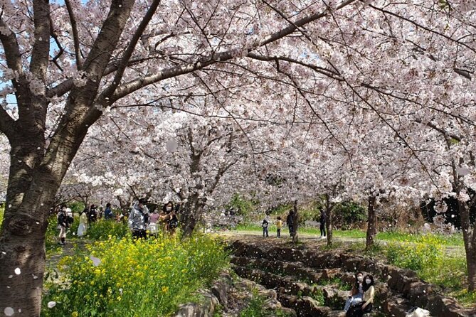 2026 JEJU Cherry Blossom West&South Full Day Tour with UNESCO - Eoseungsaengak and the first Hallasan views