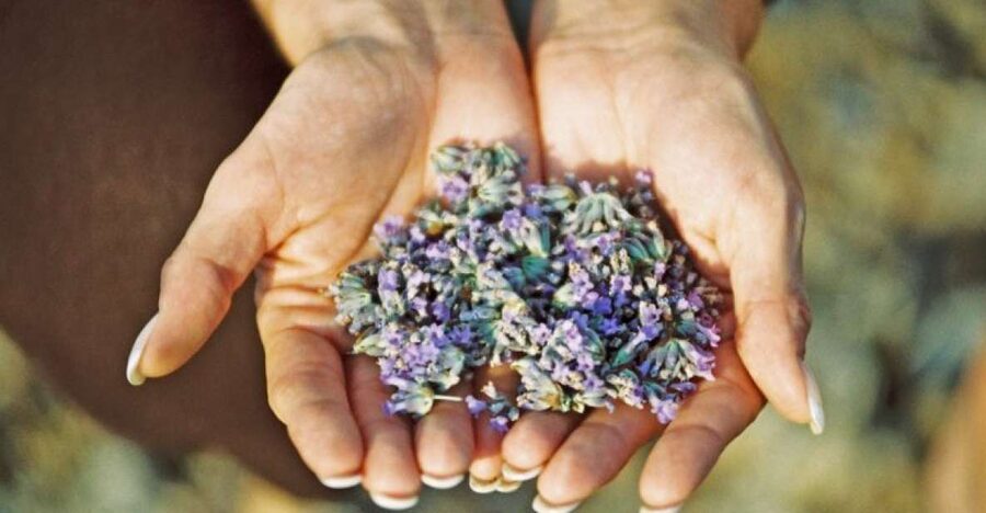 3-Hour Lavender Tour from Hvar - Key points to know before you book