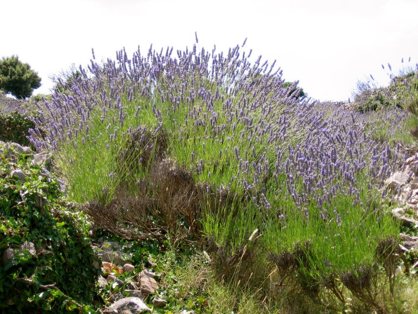 3-Hour Lavender Tour from Hvar - Who should book this Hvar lavender tour?