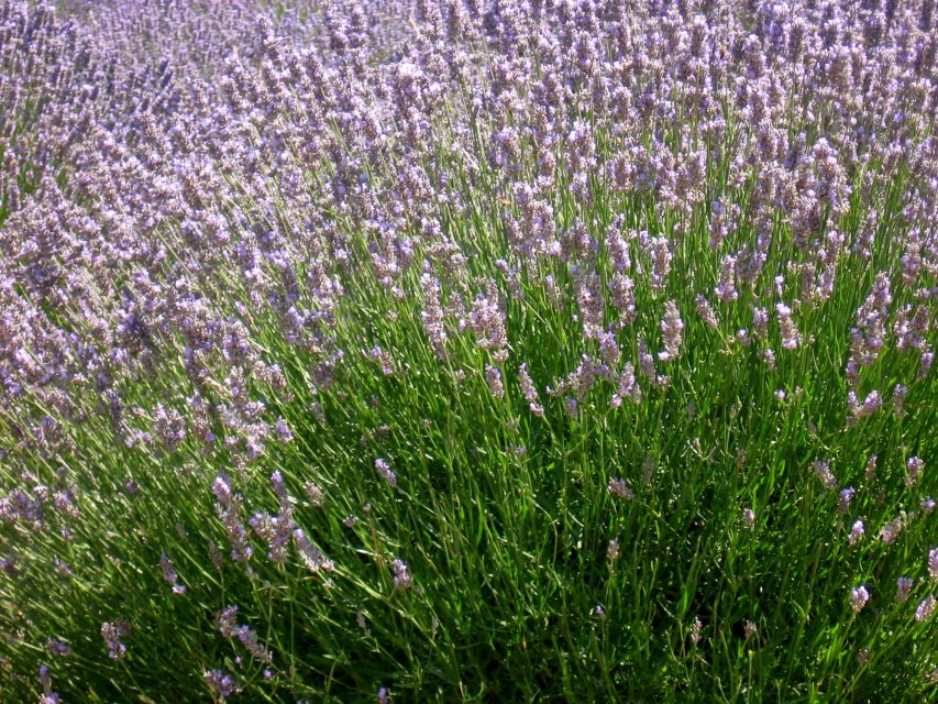 3-Hour Lavender Tour from Hvar - A quiet pause at St. Roch Chapel