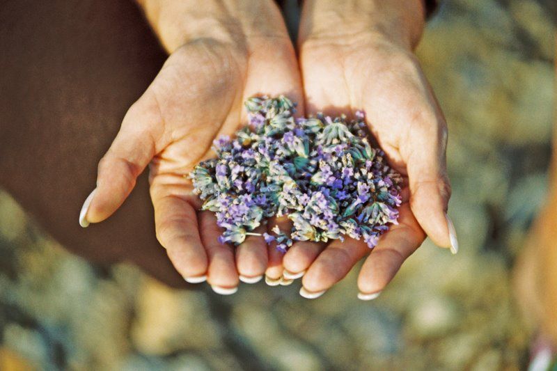 3-Hour Lavender Tour from Hvar - Timing, pickup, and what to bring
