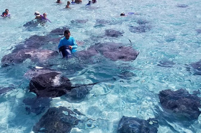 3 Stop Boat Tour Stingray City Coral Gardens and Starfish Point - Stingray City, the main event in shallow water