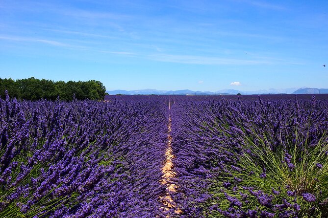 5-Hours Lavender Fields Tour in Valensole from Aix-en-Provence - What happens at the lavender plateau