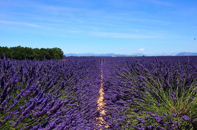 5-Hours Lavender Fields Tour in Valensole from Aix-en-Provence - One hour in Valensole village