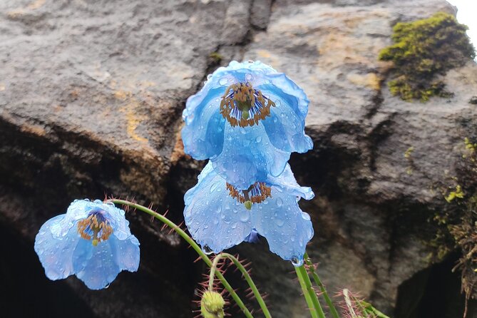 7 Day Tour to Valley of Flowers and Auli Hiking Adventure - Why this Uttarakhand route is worth your week