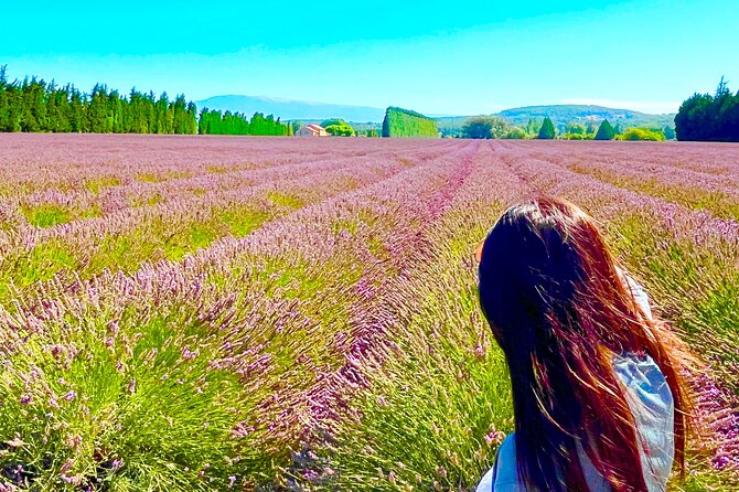 A day in the Lavenders and Villages of Provence - Lavender and Mont Ventoux near Velleron