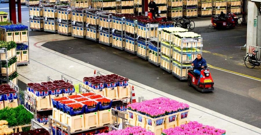 Aalsmeer: Flower Auction Royal Flora Holland Entry Ticket - Why Aalsmeer is more than a flower display
