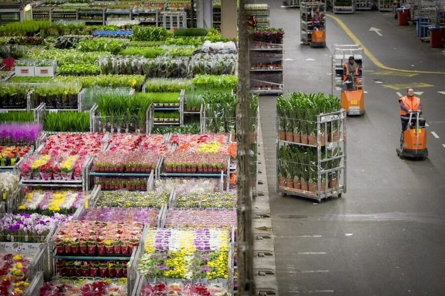 Aalsmeer: Flower Auction Royal Flora Holland Entry Ticket - The audio guide and the limits of self-guiding