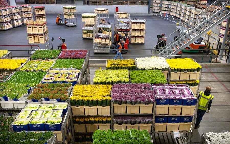 Aalsmeer: Flower Auction Royal Flora Holland Entry Ticket - The sensory appeal of a working auction