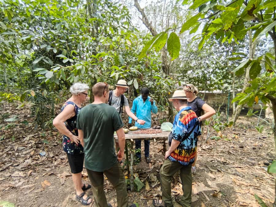 Accra: Aburi Botanical Garden, Cocoa Farm, and Waterfall … - From Accra to Aburi, with hills replacing city streets