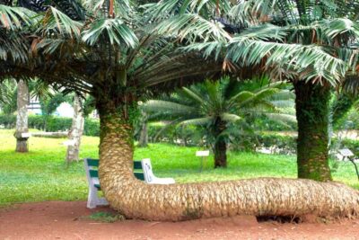 Accra Aburi Eco & Cocoa Experience: Gardens Waterfall &Lunch
