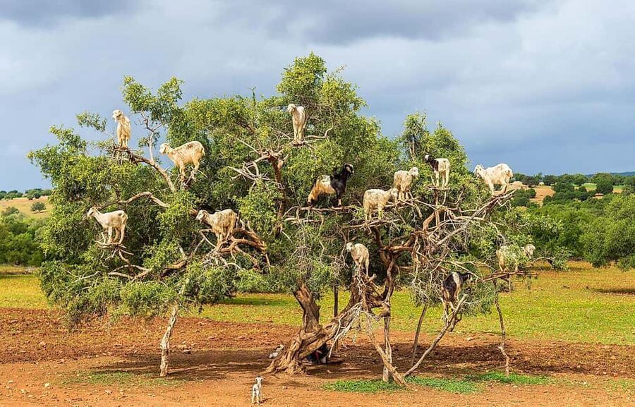 Agadir: High Atlas Mountains, Goats on Trees & Garden Tour - Key points to know before you book