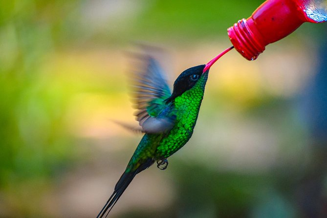 Ahhh Ras Natango Gallery and Garden Private Transfer - Who will enjoy this experience most?