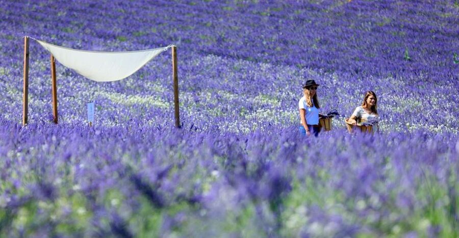 Aix-en-Provence: Lavender Fields Visit - A Small Lavender Farm Close to Aix