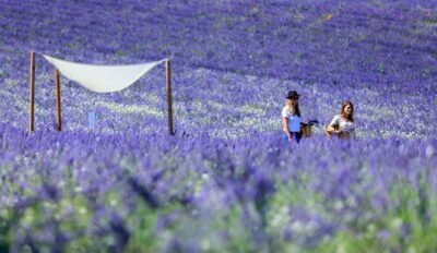Lavender Fields Visit