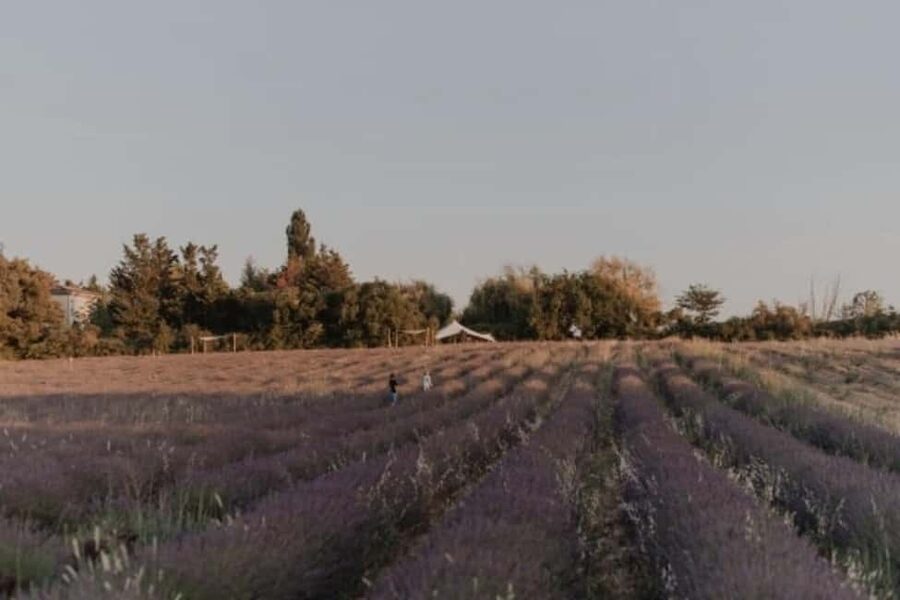 Aix-en-Provence: Visit a Lavender Field + Snacking at TERRE UGO - Entering the lavender field