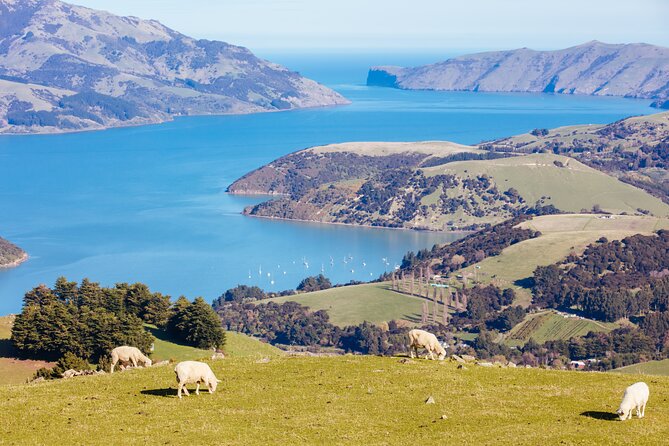 Akaroa & Giants House Garden tour ex Lyttelton (Shore Excursion) - Starting at Norwich Quay in Lyttelton