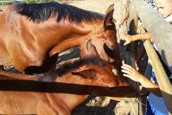 Alcamo Farm Animals and Aromatic Garden - The aromatic garden and its sensory game