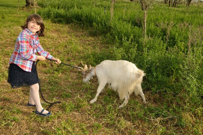 Alcamo Farm Animals and Aromatic Garden - Walking through olive trees, vines, and citrus