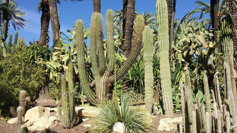 Alicante: UNESCO Heritage Palm grove + Artistic Garden Tour - Two very different gardens in Elche